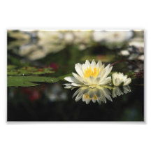 White Waterlily Photo Print