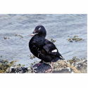 White-winged Scoter, Adak Island photo sculptures