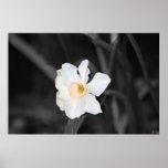 White Wisdom Poster