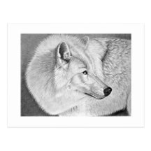 White wolf post cards