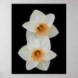 White & Yellow Daffodills Posters