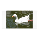 WhiteDuck photo card photo cards