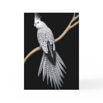 Whitefaced Pearl Pied Cockatiel Card