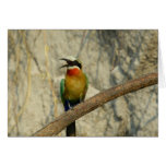 Whitefronted bee-eater        card