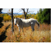 WhiteHorse photo sculpture