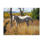 WhiteHorse postcard
