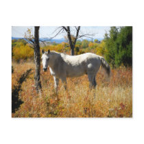 WhiteHorse postcard