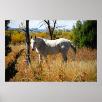 WhiteHorse poster