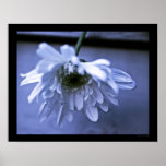 whiter shade of blue print