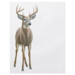 Whitetail Buck Flyer