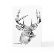 Whitetail Deer