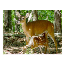 Whitetail Deer - Doe and Fawn Postcard