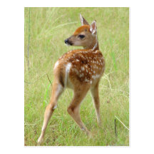 Whitetail Deer Fawn Postcard 6