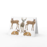 Whitetail Deer Greeting Card