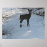 Whitetail deer in morning light Poster