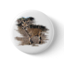 Whitetail deer in the field