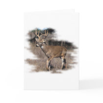 Whitetail deer in the field