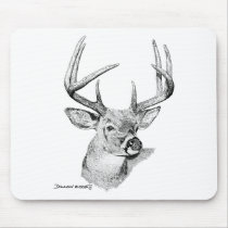 Whitetail Deer