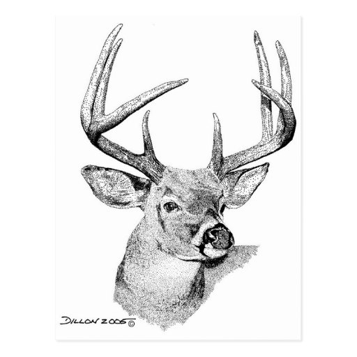 Whitetail Deer Postcard