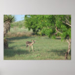 Whitetail Deer Poster