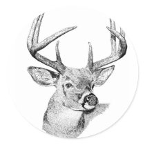 Whitetail Deer