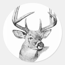 Whitetail Deer Sticker