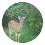 Whitetail stickers