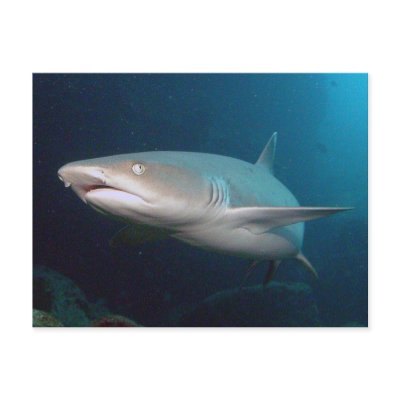 Whitetip Reef Shark Postcards
