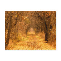 Who Knows Where The Path Leads? Postcard