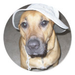 "Who me"? dog sticker
