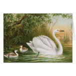 "Whooper Swan" Vintage Bird Illustration Card