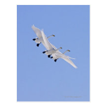 Whooper Swans flying in the sky Postcards