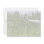 Whooping Crane Feeding a Chick invitations