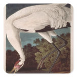 Whooping Crane, from 'Birds of America' Sticker