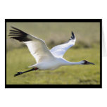 Whooping Crane (Grus americana)