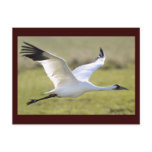 Whooping Crane (Grus americana) postcards