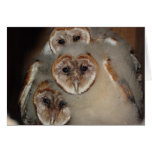 "Who's There?" Barn Owl greeting card