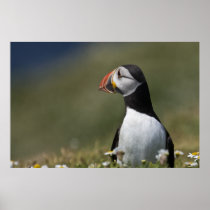 Who's There Puffin Print