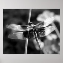Widow Skimmer Dragonfly Black & White Photography Posters