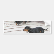 Wiener Dogs Races Bumper Sticker