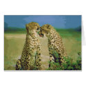 Wild Affection cards