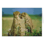Wild Affection cards