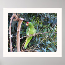 Wild Amazon Parrot Print
