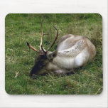 Wild Animals 16 Mousepads