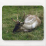 Wild Animals 16 Mousepads