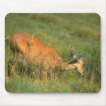 Wild Animals 23 Mousepads