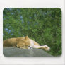 Wild Animals 27 Mousemat