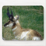 Wild Animals 35 Mouse Pad