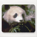 Wild Animals 89 mousepads