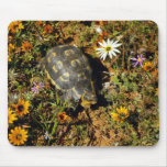 Wild Animals 97 Mousepads